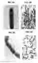 Fig. 03 - Compositions and methods for detecting, treating, and protecting against infection