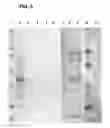 Fig. 06 - Compositions and methods for detecting, treating, and protecting against infection