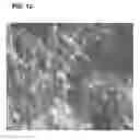 Fig. 13 - Compositions and methods for detecting, treating, and protecting against infection