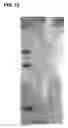 Fig. 14 - Compositions and methods for detecting, treating, and protecting against infection