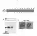 Fig. 02 - Bird flu vaccine combination comprising virus-like particles and novel adjuvants