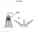 Fig. 03 - Influenza hemagglutinin proteins and methods of use thereof