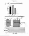 Fig. 10 - Influenza hemagglutinin proteins and methods of use thereof