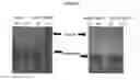 Fig. 101 - Influenza hemagglutinin proteins and methods of use thereof