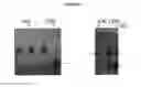 Fig. 105 - Influenza hemagglutinin proteins and methods of use thereof