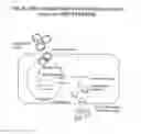 Fig. 03 - iDNA vaccines and methods for using the same