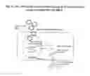 Fig. 05 - iDNA vaccines and methods for using the same