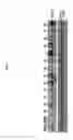 Fig. 02 - Antibodies against LIF and uses thereof