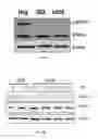 Fig. 03 - Antibodies against LIF and uses thereof