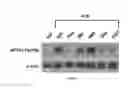 Fig. 05 - Antibodies against LIF and uses thereof