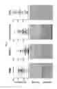 Fig. 06 - Antibodies against LIF and uses thereof