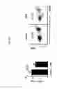 Fig. 16 - Antibodies against LIF and uses thereof