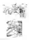 Fig. 18 - Antibodies against LIF and uses thereof