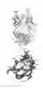 Fig. 19 - Antibodies against LIF and uses thereof