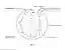 Fig. 22 - Antibodies against LIF and uses thereof