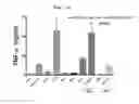Fig. 16 - IMMUNOSTIMULATING AGENT