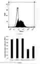 Fig. 07 - Antibodies having specificity to nectin-4 and uses thereof