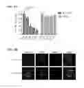 Fig. 11 - THERAPEUTIC CELL INTERNALIZING CONJUGATES