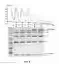Fig. 07 - Drug-conjugates, conjugation methods, and uses thereof