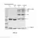 Fig. 10 - Drug-conjugates, conjugation methods, and uses thereof