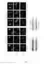 Fig. 05 - Cytotoxic HEXIM1 peptides and uses thereof