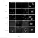 Fig. 07 - Cytotoxic HEXIM1 peptides and uses thereof