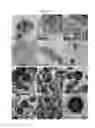 Fig. 07 - Polymer-iron oxide nano-complex, uses thereof and preparation method thereof