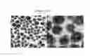 Fig. 13 - Polymer-iron oxide nano-complex, uses thereof and preparation method thereof