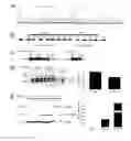 Fig. 01 - METHOD AND COMPOSITIONS FOR REMOVING DUPLICATED COPY NUMBER VARIAIONS (CNVS) FOR GENETIC DISORDERS AND RELATED USES