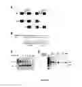 Fig. 08 - METHOD AND COMPOSITIONS FOR REMOVING DUPLICATED COPY NUMBER VARIAIONS (CNVS) FOR GENETIC DISORDERS AND RELATED USES