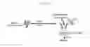 Fig. 03 - Engineered B lymphocytes and compositions having micro-RNA and methods for making and using them