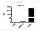 Fig. 23 - Engineered B lymphocytes and compositions having micro-RNA and methods for making and using them