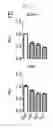 Fig. 25 - Engineered B lymphocytes and compositions having micro-RNA and methods for making and using them