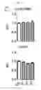 Fig. 26 - Engineered B lymphocytes and compositions having micro-RNA and methods for making and using them