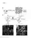 Fig. 13 - HEMOSTATIC MATERIAL