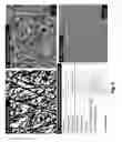 Fig. 07 - Bi-Layer Extra Cellular Matrix Scaffolds and Uses Therefor