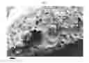 Fig. 03 - SILK FIBROIN CRYOGELS