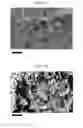 Fig. 29 - SILK FIBROIN CRYOGELS