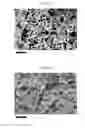 Fig. 30 - SILK FIBROIN CRYOGELS