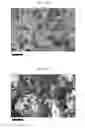 Fig. 31 - SILK FIBROIN CRYOGELS