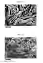 Fig. 32 - SILK FIBROIN CRYOGELS