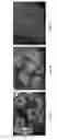 Fig. 06 - Microcapillary network based scaffold