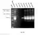 Fig. 08 - Microcapillary network based scaffold