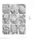 Fig. 13 - Microcapillary network based scaffold