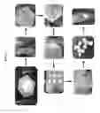 Fig. 02 - Injectable, flexible hydroxyapatite-silk foams for osteochondral and dental repair