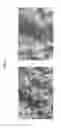 Fig. 12 - Injectable, flexible hydroxyapatite-silk foams for osteochondral and dental repair