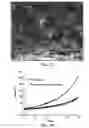 Fig. 04 - MESENCHYMAL CELL-BINDING COMPOSITE MATERIAL FOR TISSUE RESTORATION