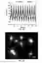 Fig. 05 - MESENCHYMAL CELL-BINDING COMPOSITE MATERIAL FOR TISSUE RESTORATION