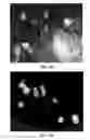 Fig. 06 - MESENCHYMAL CELL-BINDING COMPOSITE MATERIAL FOR TISSUE RESTORATION