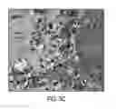 Fig. 10 - MESENCHYMAL CELL-BINDING COMPOSITE MATERIAL FOR TISSUE RESTORATION